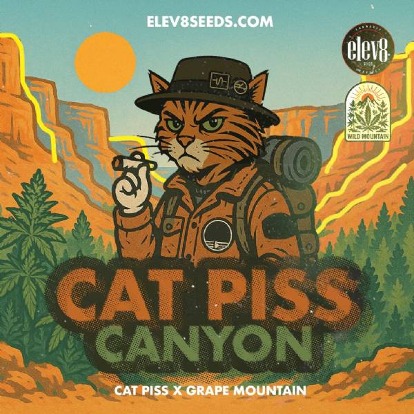Elev8 Seeds - Cat Piss Canyon - 3  semi femminizzati