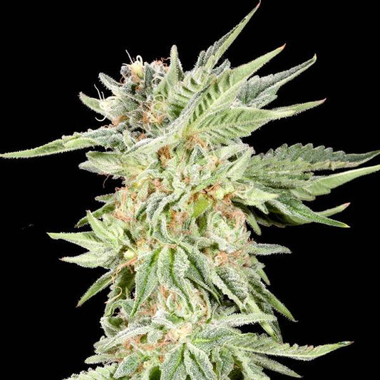 Elev8 Seeds - Gelato Sundae