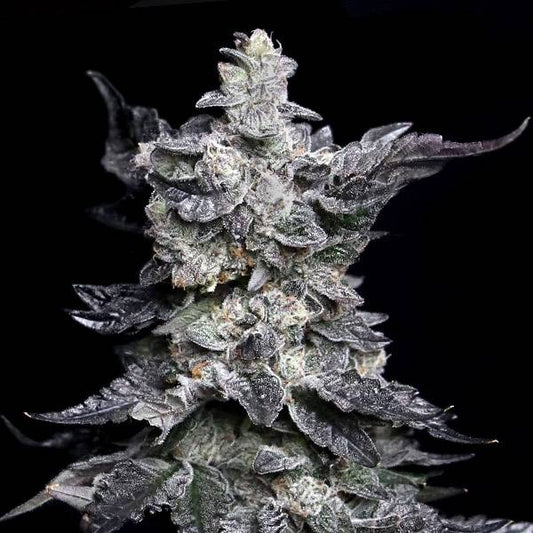 Elev8 Seeds - Granny's Apple Fritter