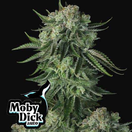 Fast Buds - Original Auto Moby Dick