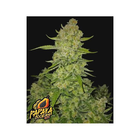 Fast Buds - Papaya Cookies Auto