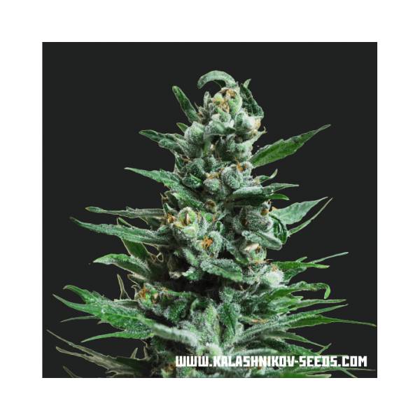 Kalashnikov Seeds - Moscow Blueberry Auto- 10 semi