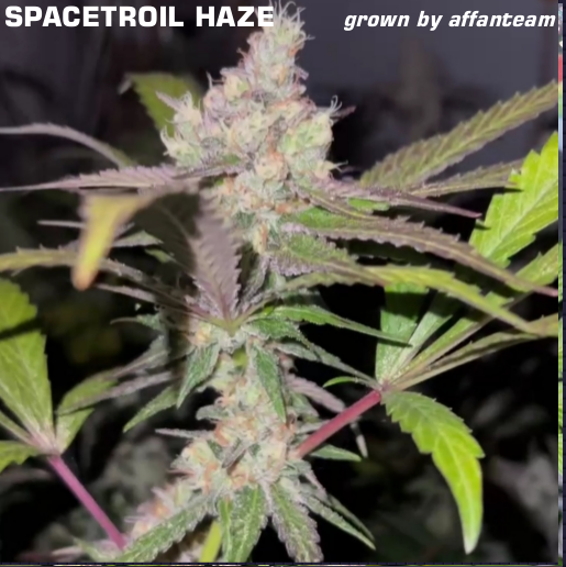 Spacetroil Haze