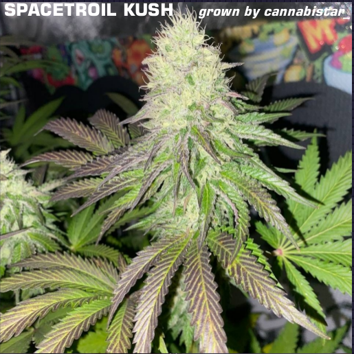 Spacetroil Kush