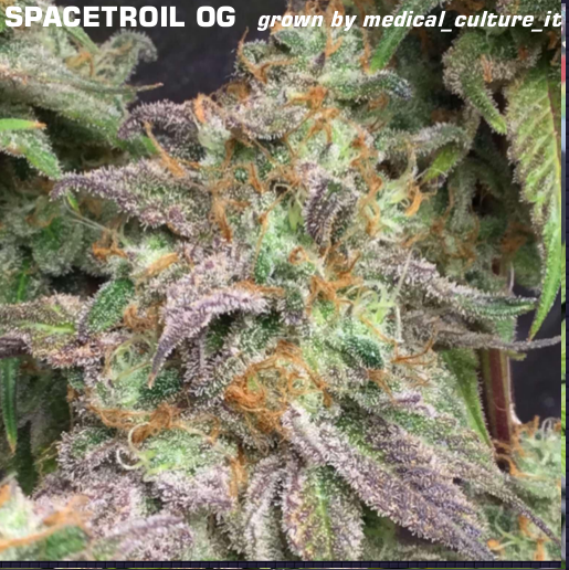 Spacetroil OG