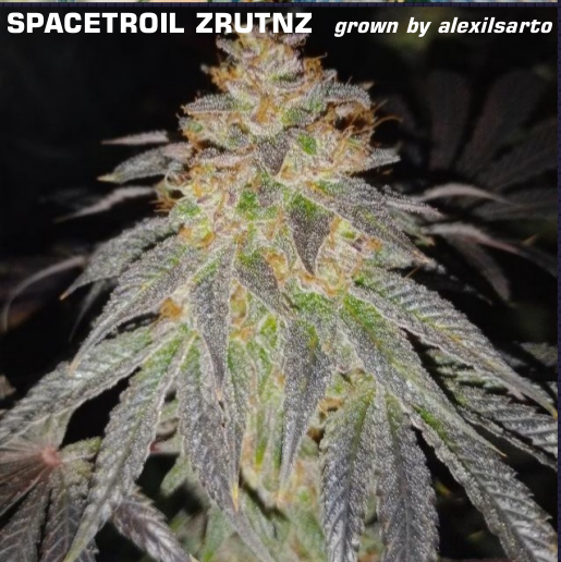 Spacetroil Ztruntz